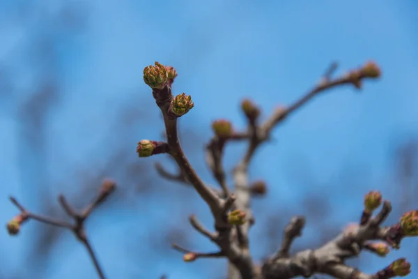 木の上の芽 — ストック写真