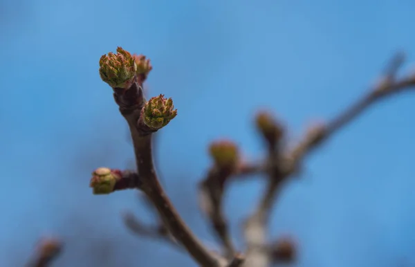 Buds em uma árvore — Fotografia de Stock
