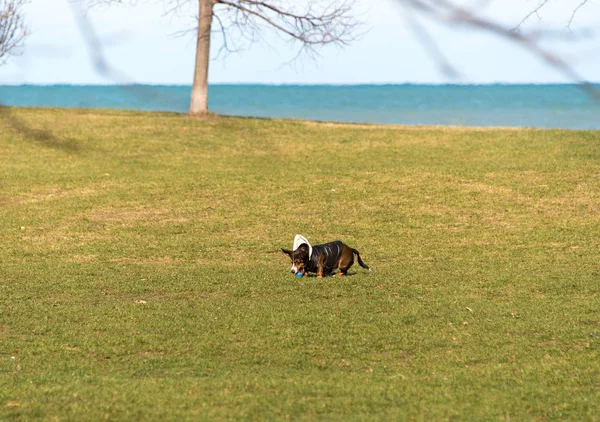 Hund spielt im Park — Stockfoto