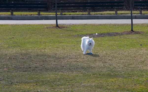 Hund spielt im Park — Stockfoto