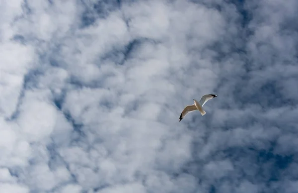 Möwe — Stockfoto