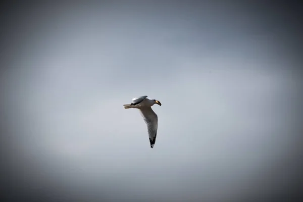 Meeuw — Stockfoto