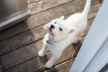 Batı Highland Beyaz Teriyeri