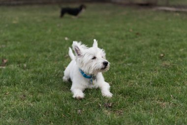 Batı Highland Beyaz Teriyeri