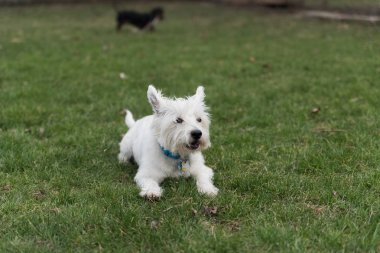 Batı Highland Beyaz Teriyeri