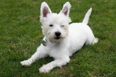 Batı Highland Beyaz Teriyeri