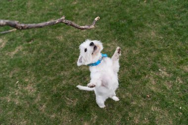 West Highland White Terrier playing outside with a stick clipart