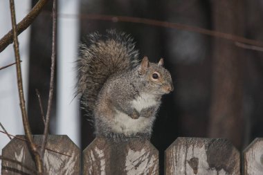 Bir arka bahçe sincap