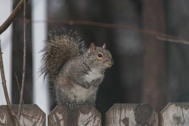 Bir arka bahçe sincap