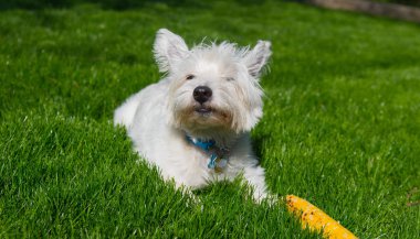 Batı Highland Beyaz Teriyeri