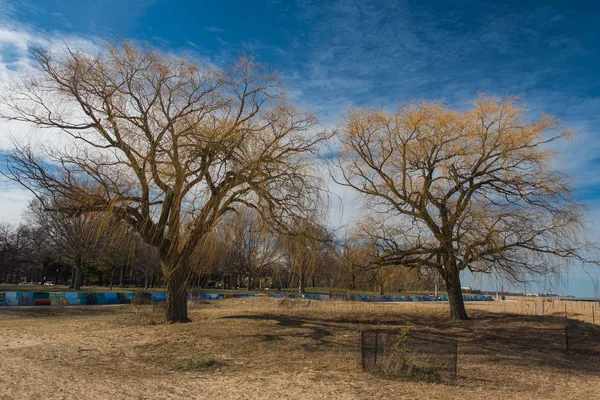 Árbol en un parque — Foto de Stock