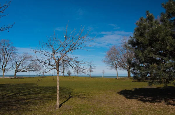 Árbol en un parque — Foto de Stock