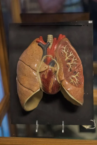 Pulmones humanos y corazón — Foto de Stock