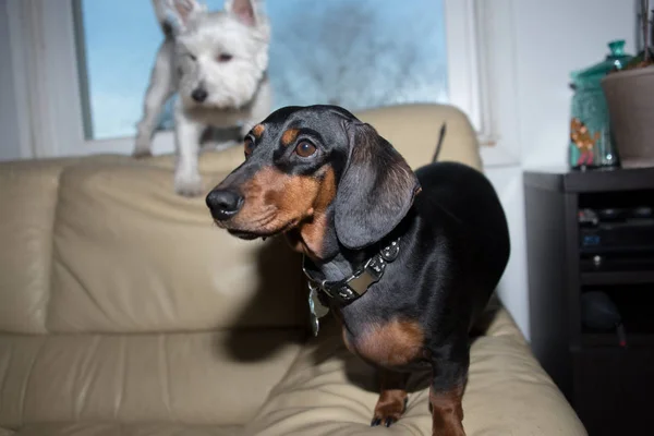 Teckel noir et terrier blanc des hautes terres de l'ouest — Photo