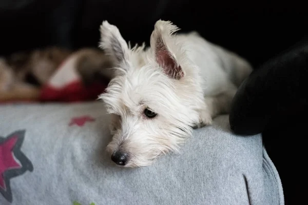 West Highland Witte Terriër — Stockfoto