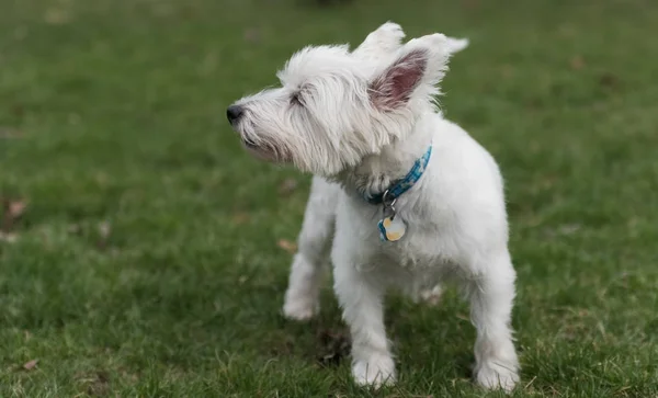 West Highland vit terrier — Stockfoto