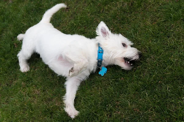 West Highland terrier branco — Fotografia de Stock