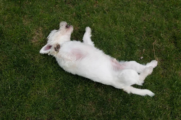 Δυτικό Highland White Terrier — Φωτογραφία Αρχείου