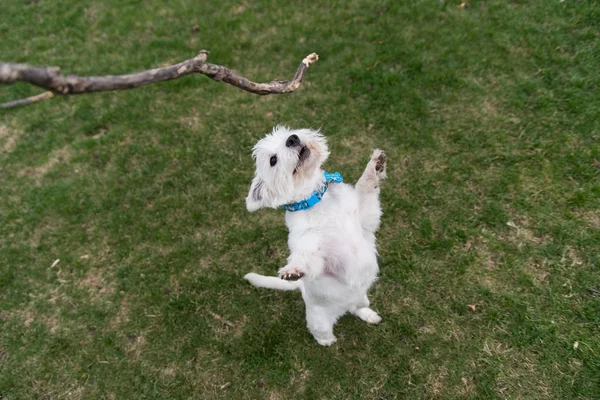 West Highland White Terrier playing outside with a stick — Stock Photo, Image