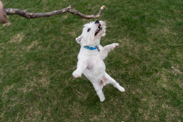 West Highland White Terrier jugando afuera con un palo — Foto de Stock