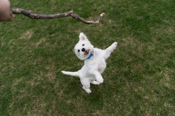 West Highland White Terrier jugando afuera con un palo —  Fotos de Stock