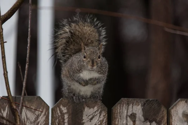 Eichhörnchen Auf Einem Hinterhof — Stockfoto
