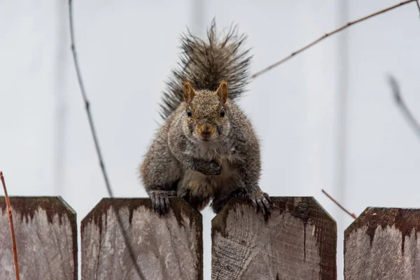 Squirrel Backyard — Stock Photo, Image