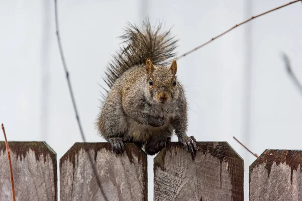 Eekhoorn Een Achtertuin — Stockfoto