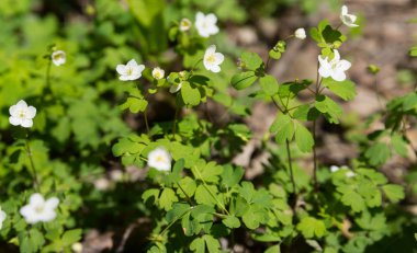 Bir Botanik bahçesinde bir parlak bahar gününde güzel çiçekler