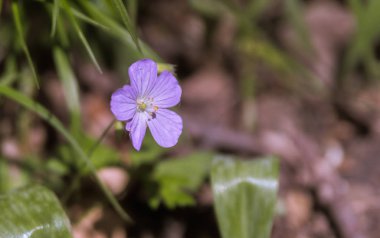 Bir Botanik bahçesinde bir parlak bahar gününde güzel çiçekler