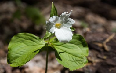 Bir Botanik bahçesinde bir parlak bahar gününde güzel çiçekler