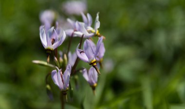 Bir Botanik bahçesinde bir parlak bahar gününde güzel çiçekler