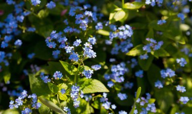 Bir Botanik bahçesinde bir parlak bahar gününde güzel çiçekler