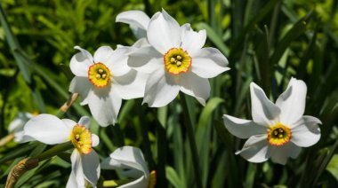 Bir Botanik bahçesinde bir parlak bahar gününde güzel çiçekler