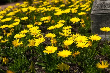 Bir Botanik bahçesinde bir parlak bahar gününde güzel çiçekler