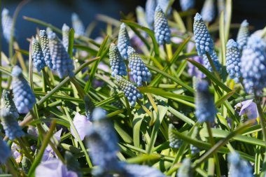 Bir Botanik bahçesinde bir parlak bahar gününde güzel çiçekler