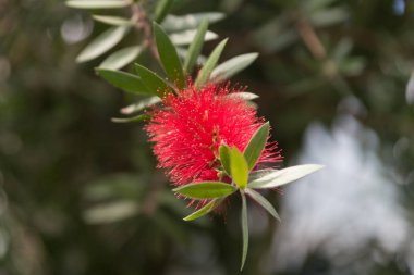 Bir Botanik bahçesinde bir parlak bahar gününde güzel çiçekler