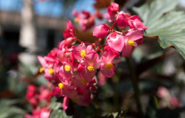 Bir Botanik bahçesinde bir parlak bahar gününde güzel çiçekler