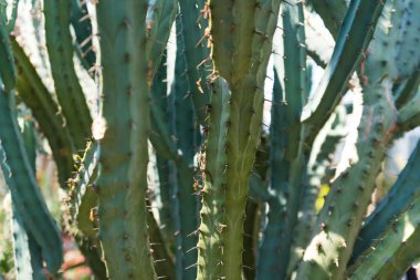 Chicago'da bir Botanik bahçesinde güzel yeşil kaktüs