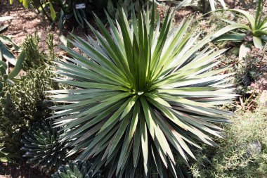 Chicago'da bir Botanik bahçesinde güzel yeşil kaktüs