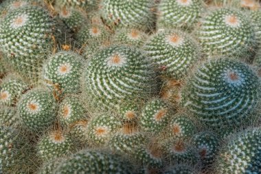 Chicago'da bir Botanik bahçesinde güzel yeşil kaktüs