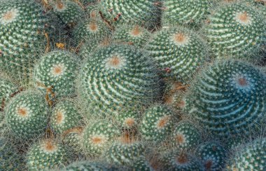 Chicago'da bir Botanik bahçesinde güzel yeşil kaktüs