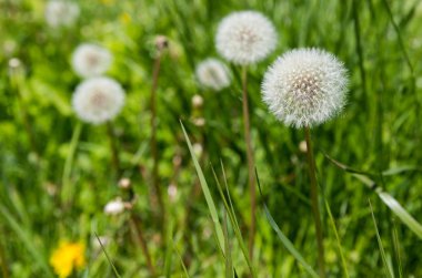 Güzel beyaz dandelions Botanik Bahçesi içinde