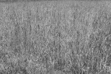 Siyah ve beyaz çim alan doku