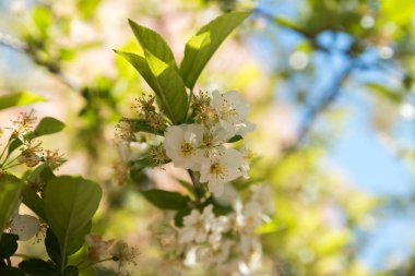 Bir ağaç bir parkta çiçekleri