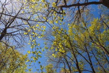 Botanik Bahçesi yeşil ağaçların