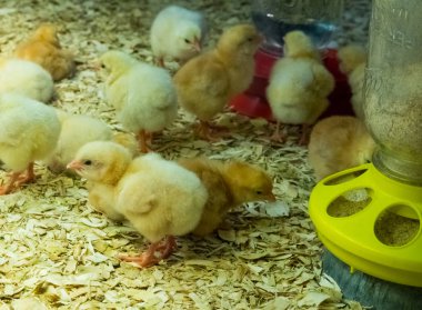 Bir cam konteyner küçük genç sarı tavuk Poults