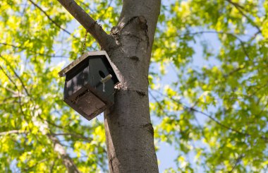 Bir ağaç bir parkta küçük ahşap kuş evi