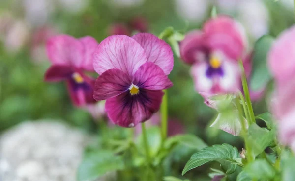 Piękne kwiaty w ogrodzie botanicznym w dzień jasny wiosenny — Zdjęcie stockowe