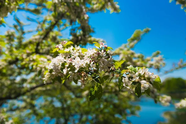 Lindas flores em um jardim botânico em um dia de primavera brilhante — Fotografia de Stock